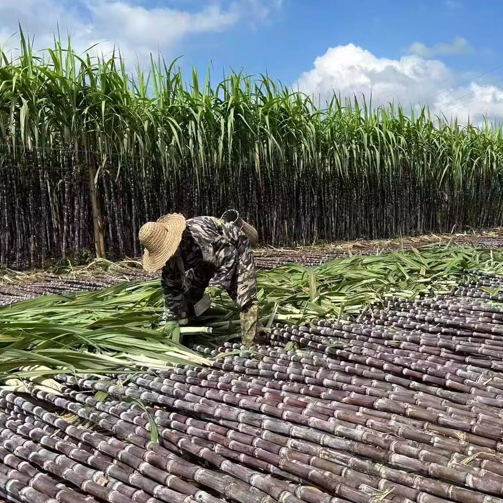 全运会广州深圳东莞上海广西黑皮水果甘蔗新鲜砍断发货5斤/9斤