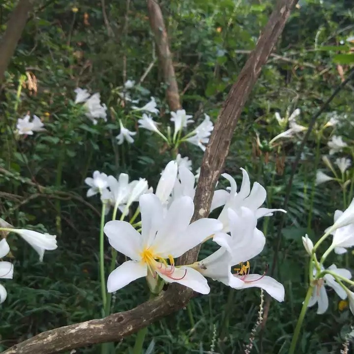 陜西石蒜 白花長(zhǎng)筒石蒜 紅藍(lán)石蒜彼岸花曼陀沙華包郵包活