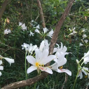 陕西石蒜 白花长筒石蒜 红蓝石蒜彼岸花曼陀沙华包邮包活