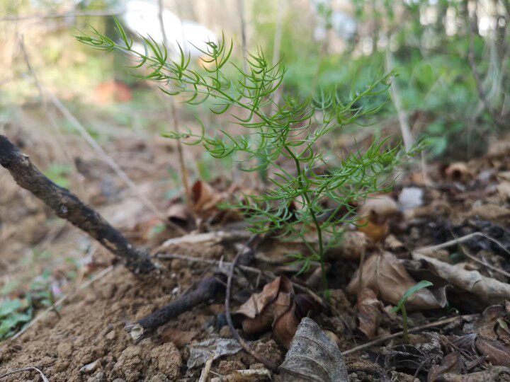 秦岭新奇花草 天门冬 假文竹 观叶药用植物