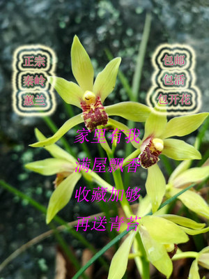 秦岭惠兰  现挖兰花苗 浓香型带花苞兰花  绿植盆景产地直发