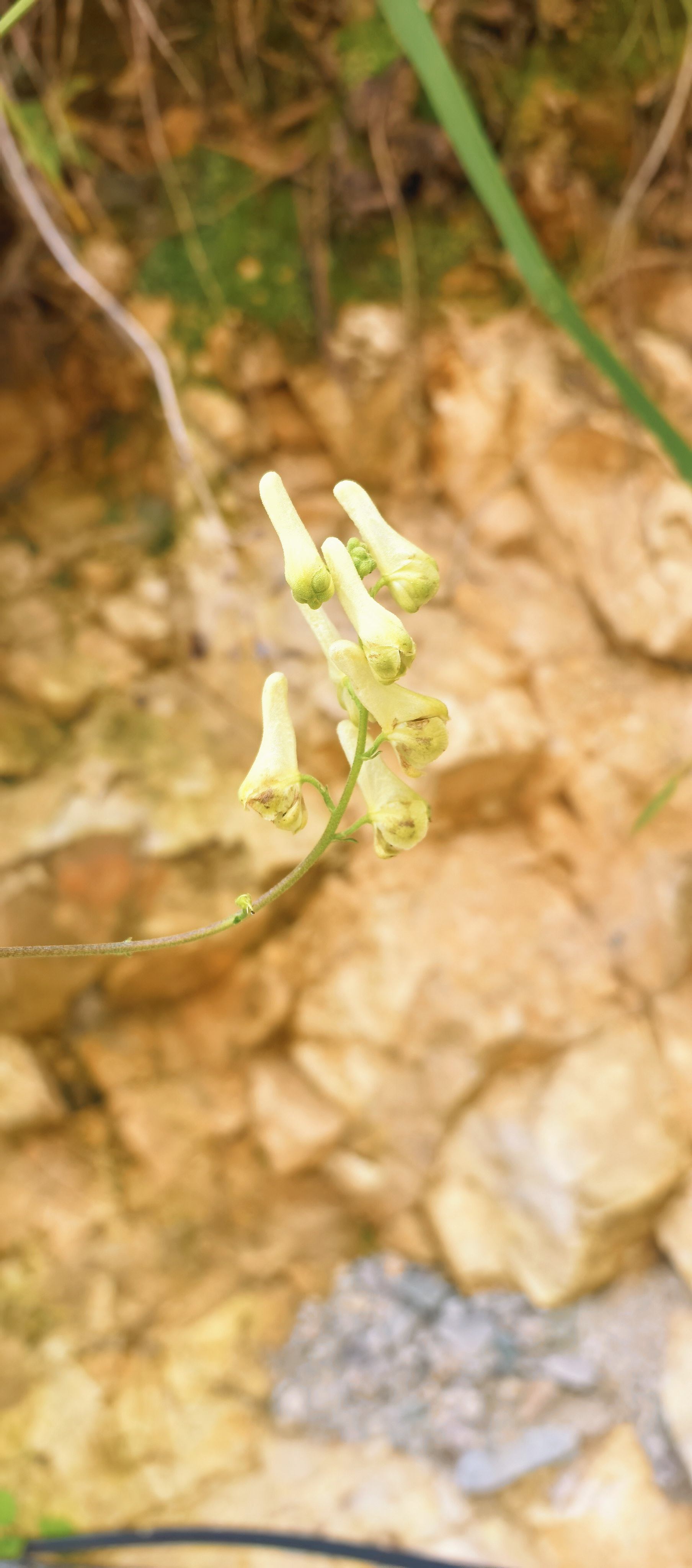 秦岭新奇小野花爬藤植物