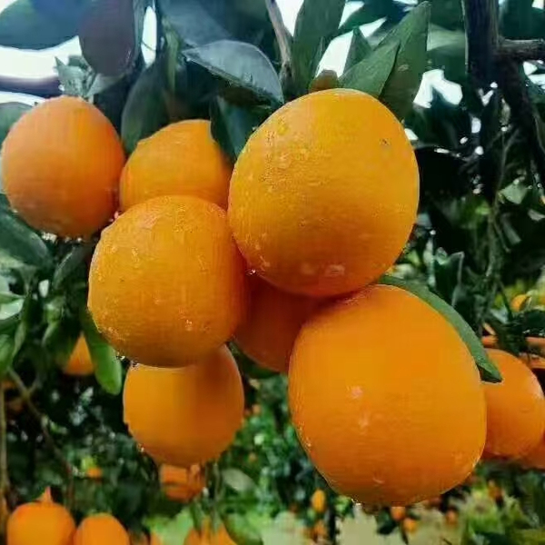 溆浦脐橙 湖南怀化大江口特产新鲜水果当季桔子甜多汁5斤10斤特价