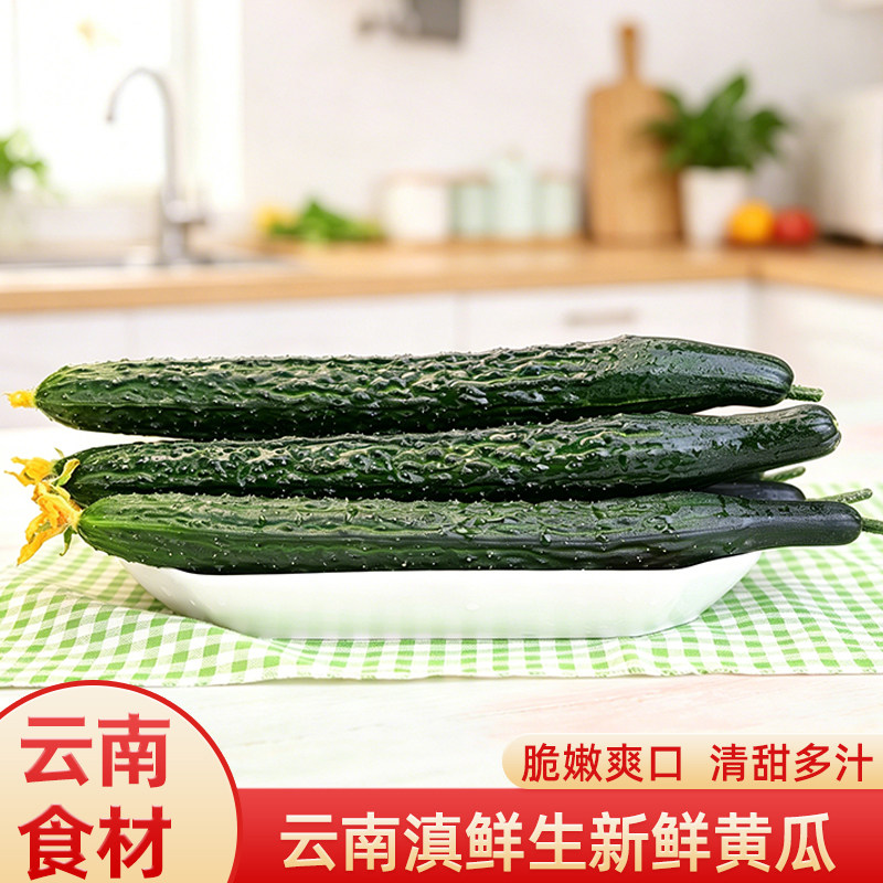 云南新鲜黄瓜脆嫩多汁云南菜表皮翠绿个头饱满现摘现发新鲜蔬菜