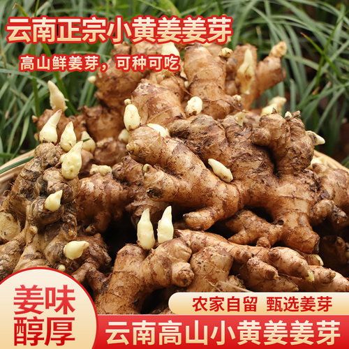 【滇鲜生】带芽姜种老姜种苗