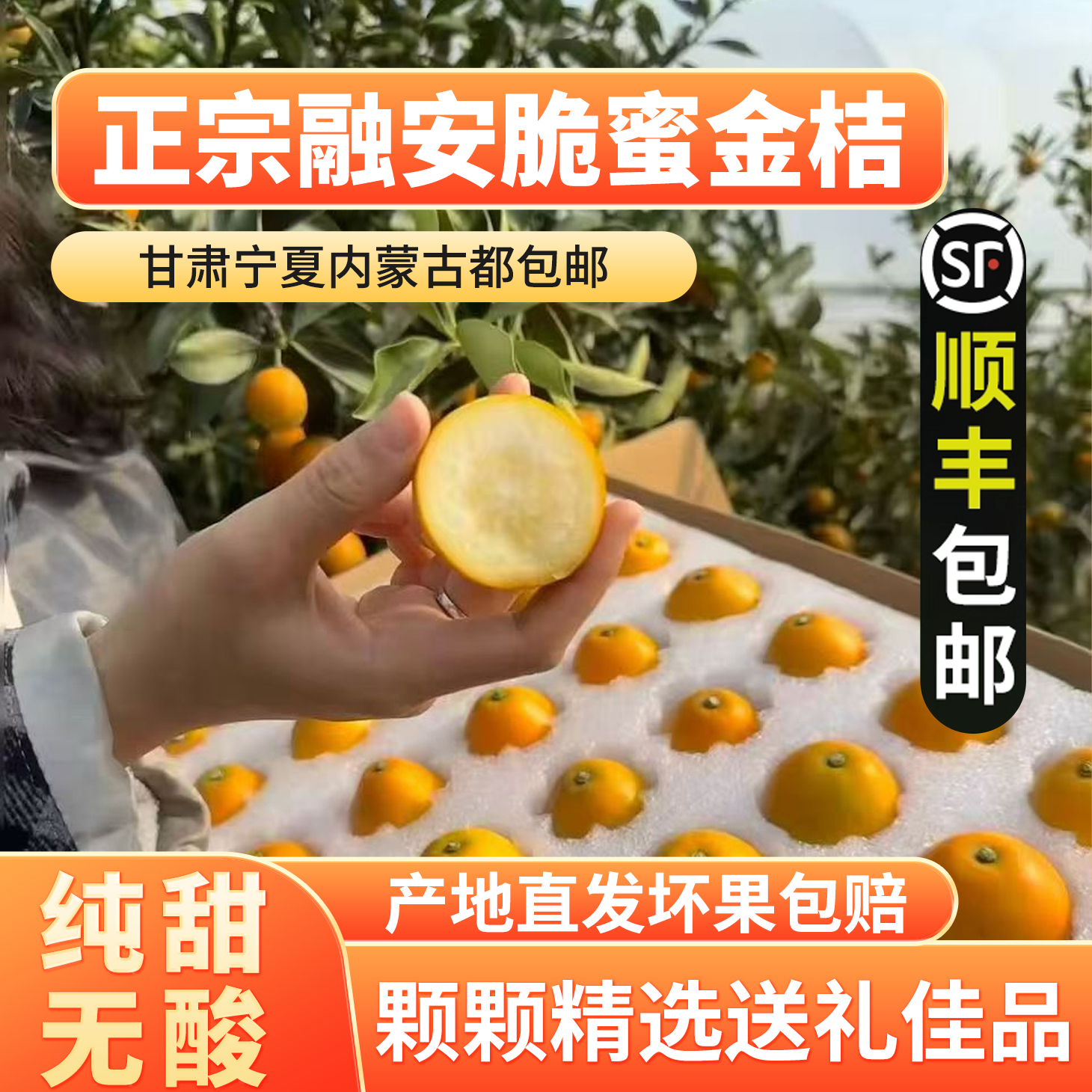 广西融安脆蜜金桔新鲜采摘