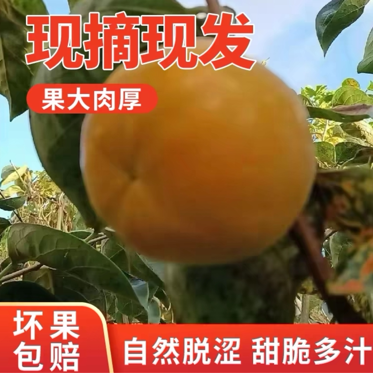 甜脆柿子5斤大果茂名信宜大成北梭富有甜柿特产新鲜水果现摘现发