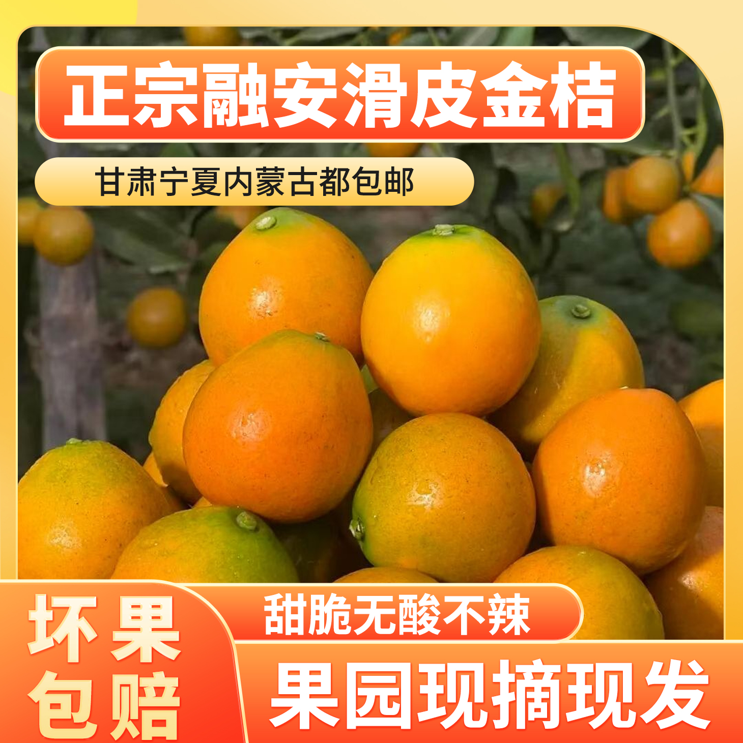 正宗广西融安金桔新鲜采摘当天发货1斤3斤5斤9斤滑皮金桔现货