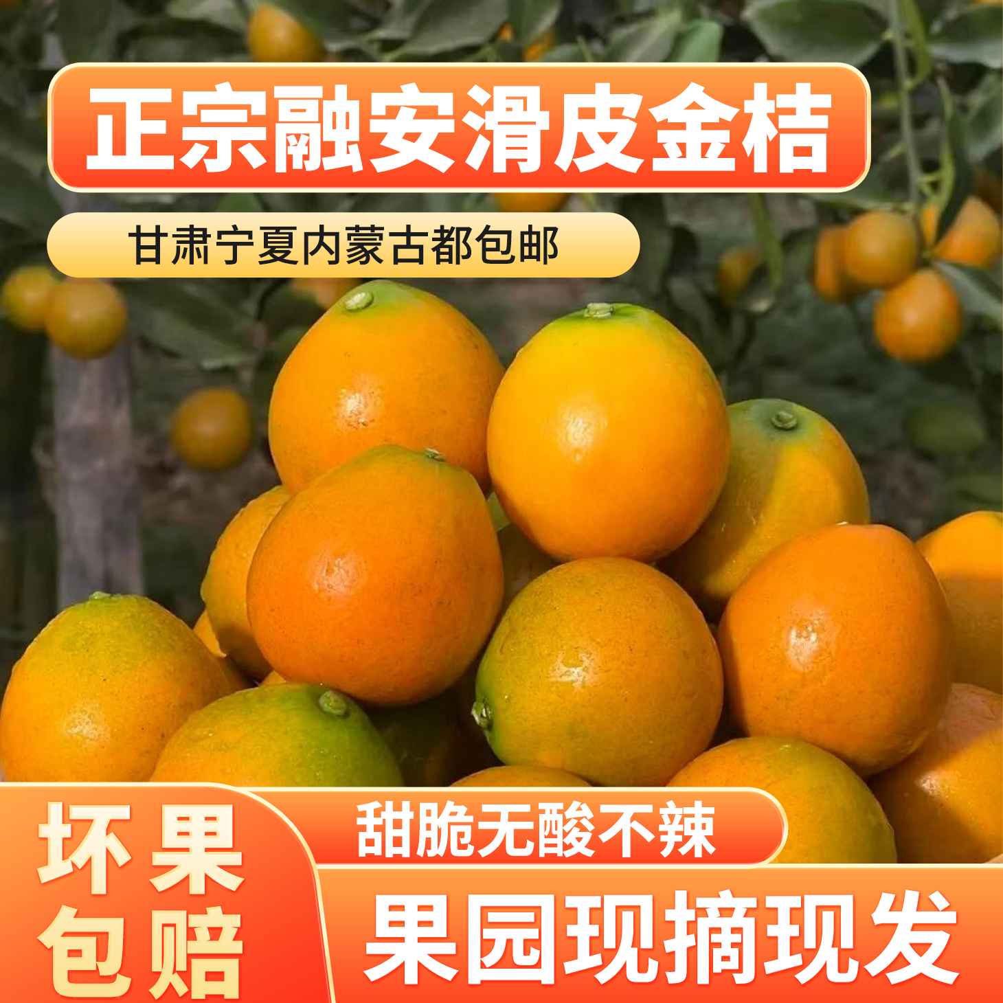 正宗广西融安金桔新鲜采摘当天发货1斤3斤5斤9斤滑皮金桔大果现货