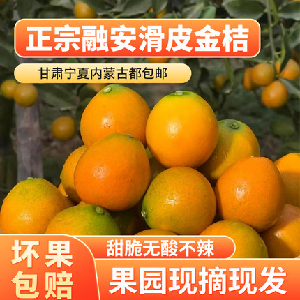 正宗广西融安金桔三斤5斤礼盒装甜脆滑皮2代金桔新鲜摘蜜金桔大果