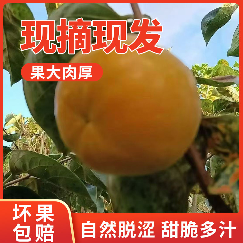 大成北梭甜脆柿子新鲜现摘水果
