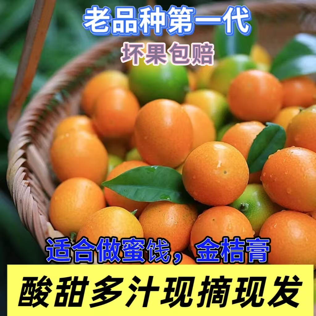 正宗广西融安金桔第一代油皮金桔新鲜采摘当季水果3斤5斤金桔现货