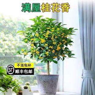 四季 包邮 桂花浓香型盆栽好养易活庭院阳台室内花卉植物盆景树顺丰