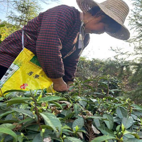 特级祁门红茶红香螺醉香红明前茶