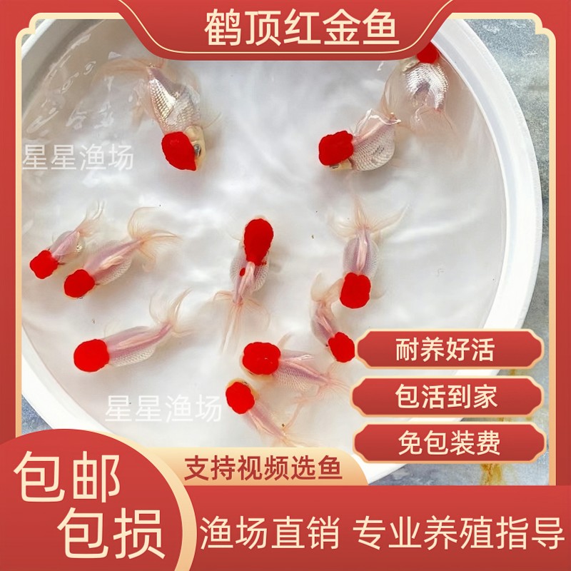 小鱼苗精品金鱼活体鹤顶红淡水鱼