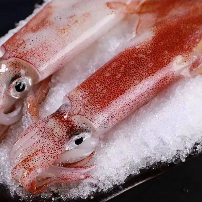 [尚鲜]东山岛野生手钓活冻鱿鱼刺身品质 枪乌贼 4斤起全国包邮