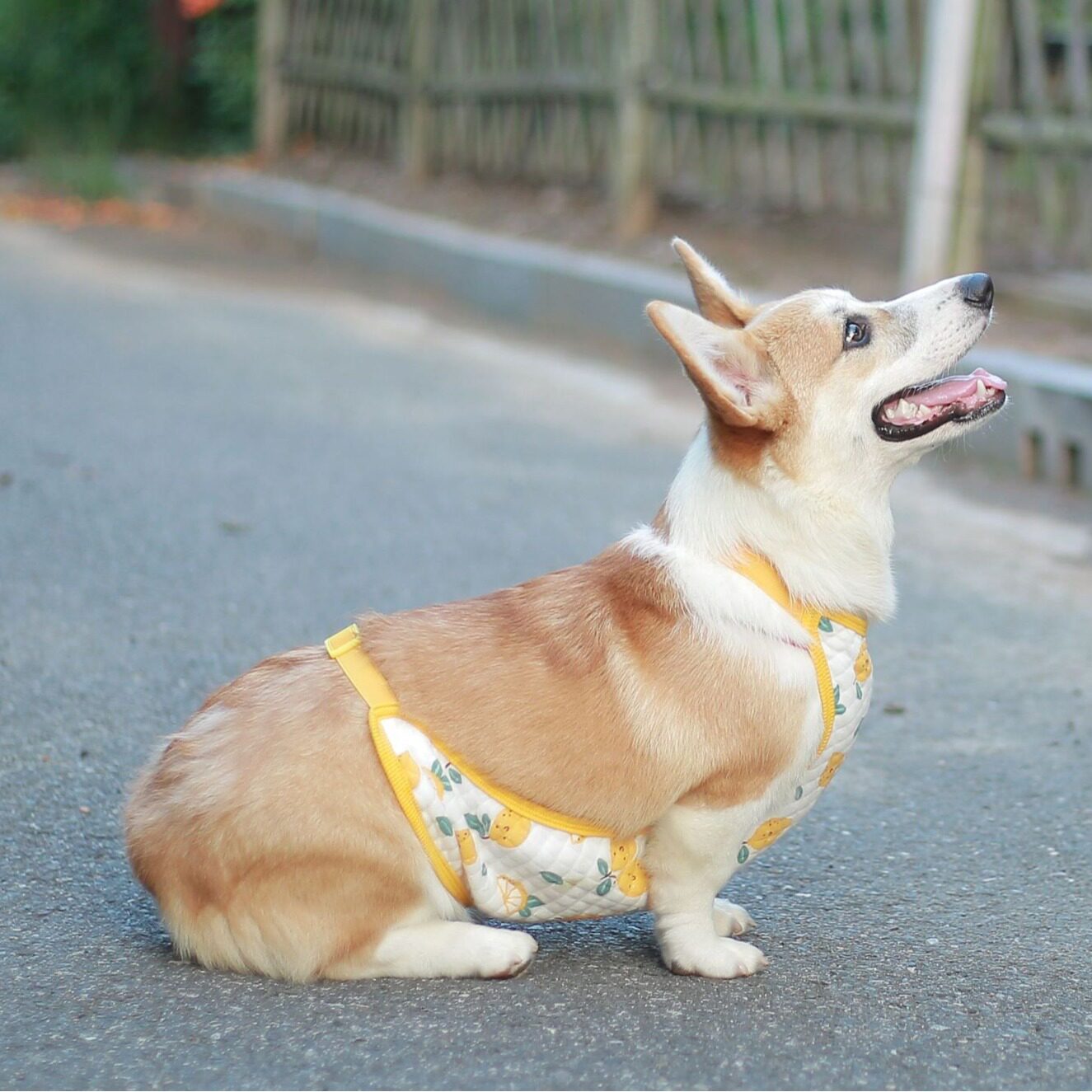 厂家供应卡通清新柠檬肚兜护肚衣中小型犬居家服宠物衣服批发