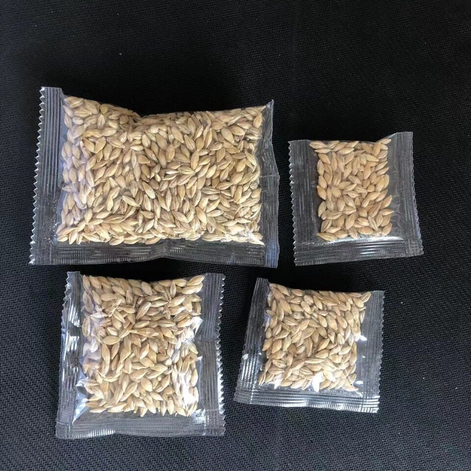 批发小麦草种子猫草种子去毛球黑麦草猫尾草大麦燕麦5g10g20g各种