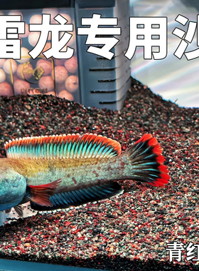 免洗青红沙偏暗灰青沙青灰红沙雷龙专用原生鱼缸造景沙雷龙底沙灰
