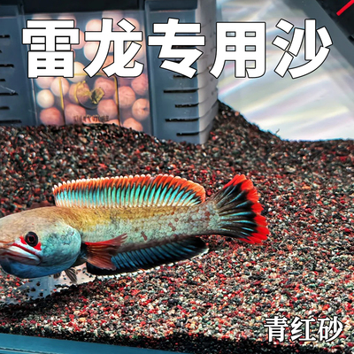 免洗青红沙偏暗灰青沙青灰红沙雷龙专用原生鱼缸造景沙雷龙底沙灰
