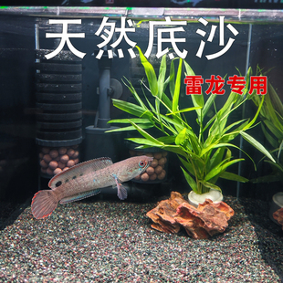 免洗精品雷龙底沙灰青沙青红沙偏暗青灰红沙七彩牙鱼原生鱼缸造景