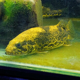 野采原生鱼纯种斑鳜冷水淡水鱼猛鱼