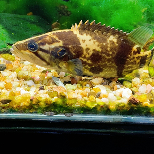 稀有鳜鱼白头木叶鳜原生鱼冷水淡水鱼观赏鱼好养肉食猛鱼