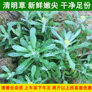 野生清明草鼠曲草蔬菜鼠鞠棉菜青团艾草佛耳草水萩做粑粑新鲜1斤