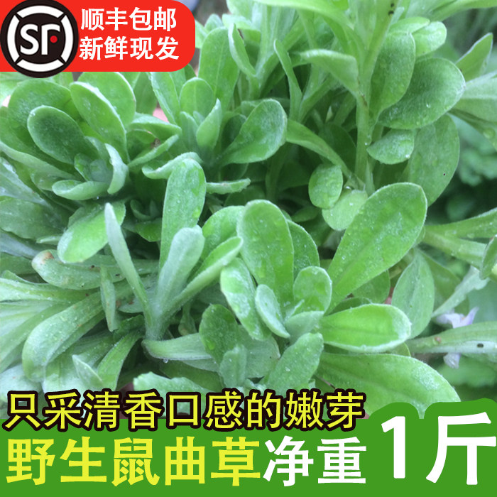 清明草新鲜鼠曲草野生绒毛草草鼠鞠棉菜青团艾草佛耳草水萩做粑粑