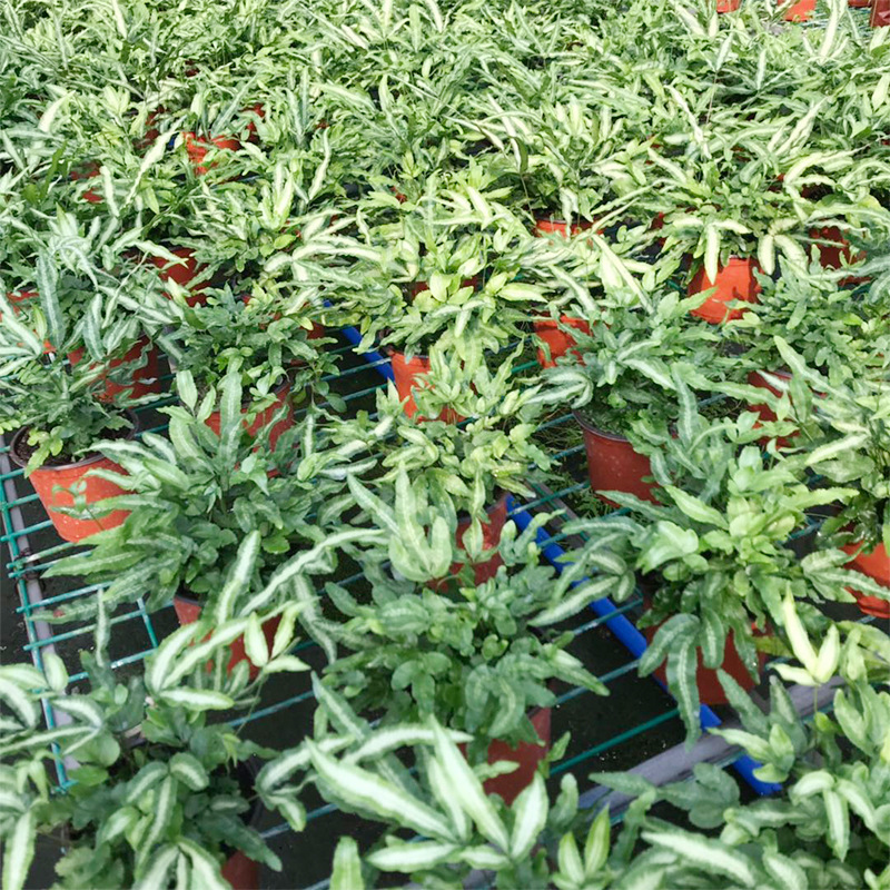 蕨类植物 绿植盆栽花卉 狼尾蕨 阿波蕨 夏雪蕨 傅式蕨 铁线蕨