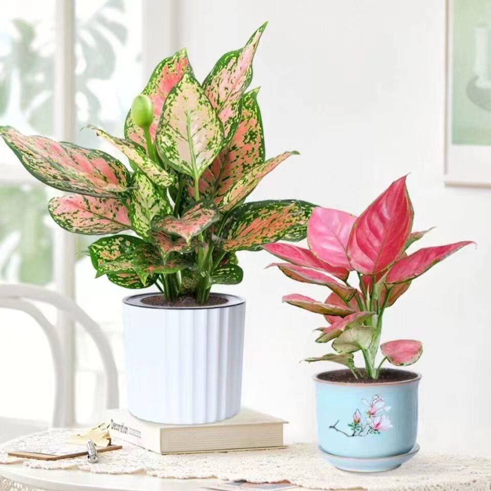 如意吉利万年红花卉植物室内花盆栽办公室客厅阳台可水培土培好养