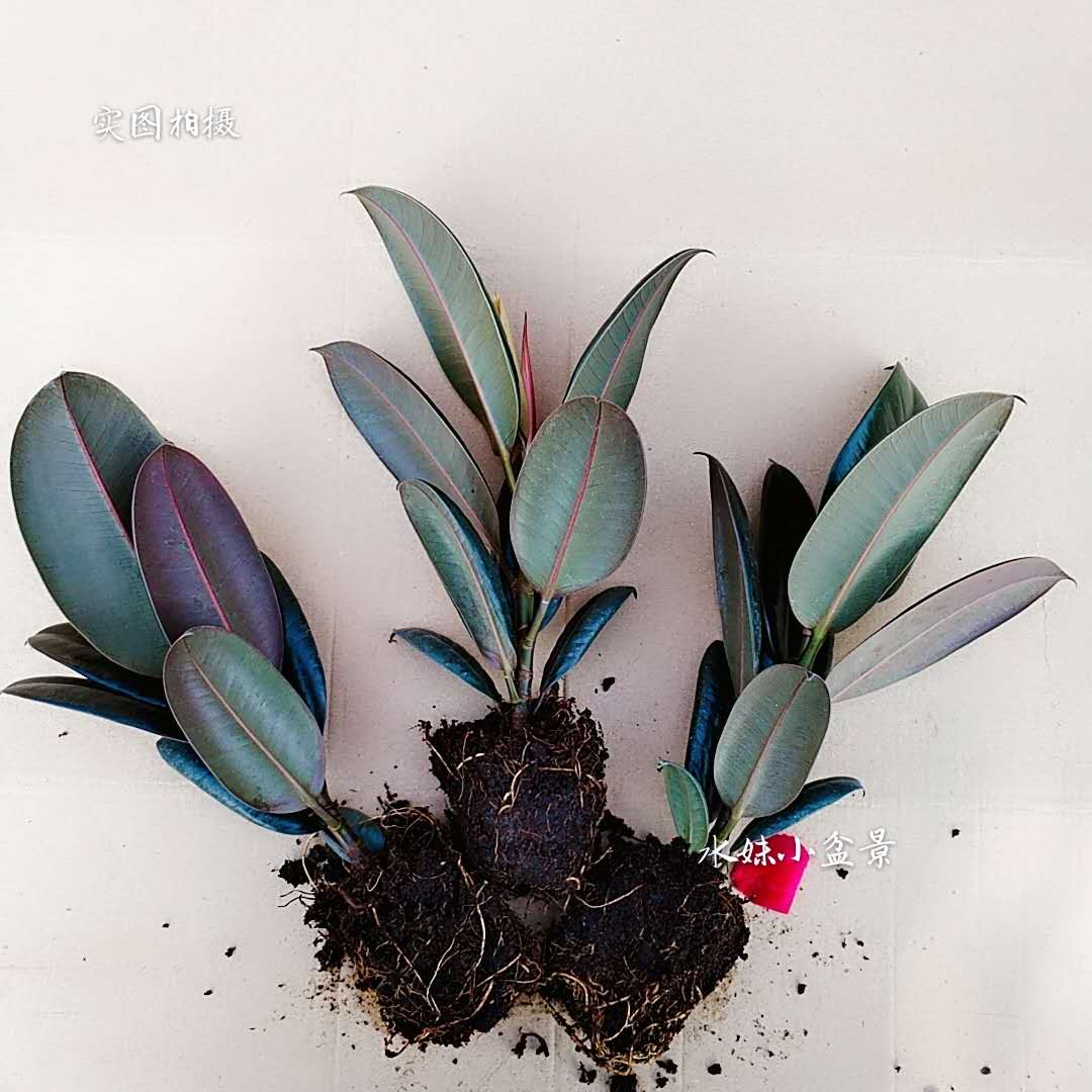 橡皮树黑金刚耐寒植物盆栽 室内 绿植四季花苗阳台客厅庭院办公桌