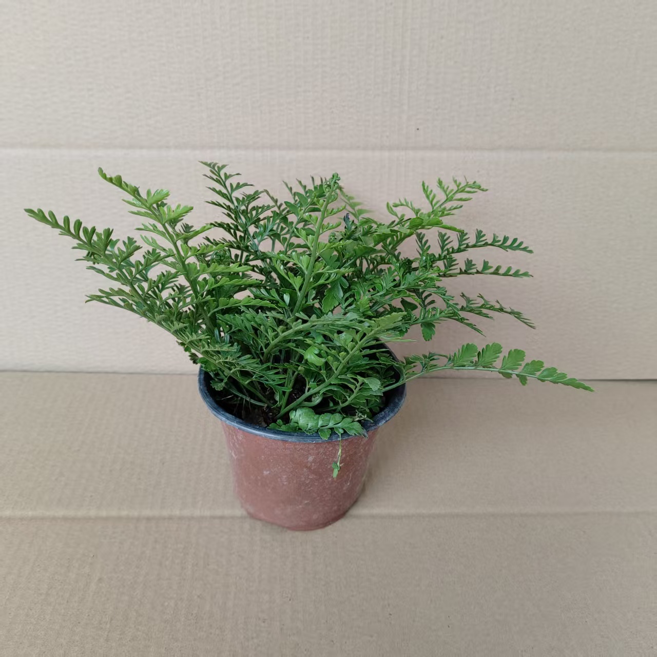 吉姆蕨室内喜阴美观进化空气