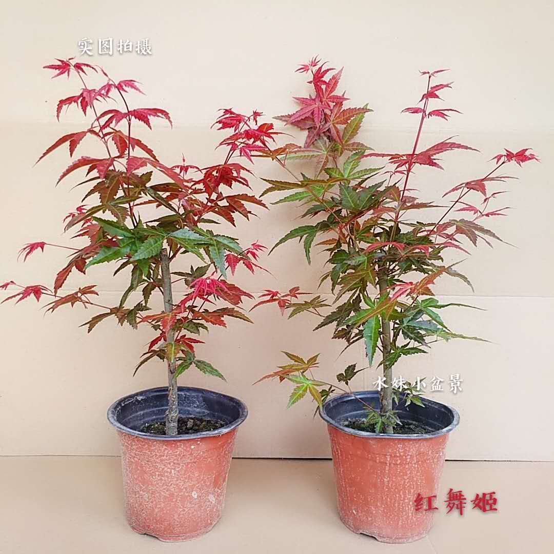 庭院植物红枫树苗盆栽花园阳台室内四季耐寒绿植日本红舞姬鸡爪槭 鲜花速递/花卉仿真/绿植园艺 观叶 /花灌木 原图主图