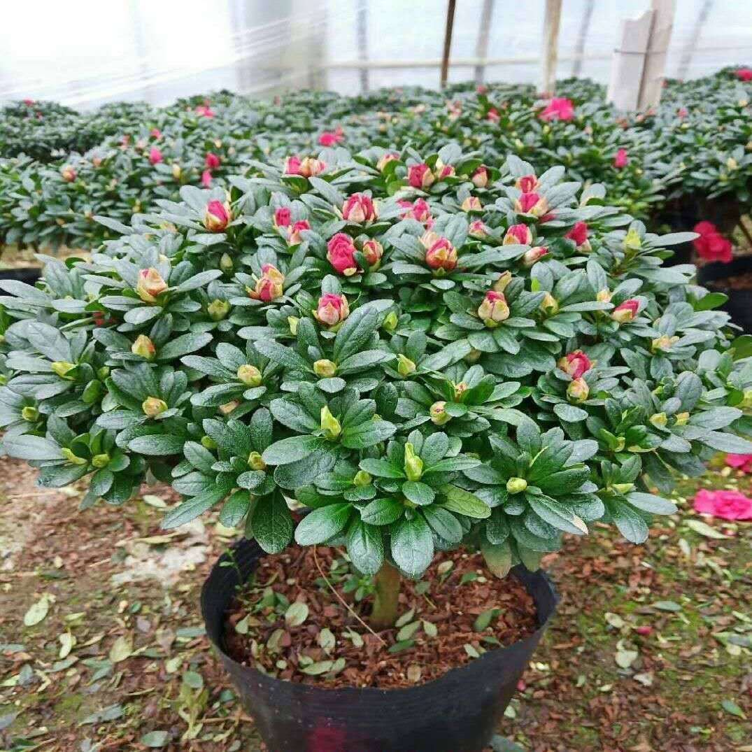 杜鹃花卉植物盆栽木本花卉四季养