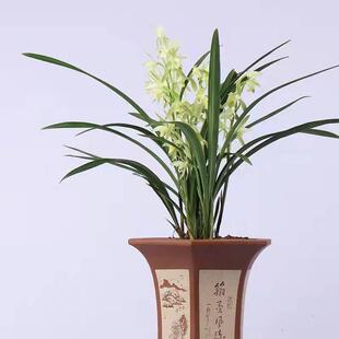 兰花建兰铁骨素心带花苞耐寒四季兰开花浓香室内阳台绿植花卉盆栽