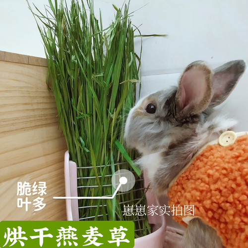 烘干燕麦草兔子荷兰猪龙猫宠物