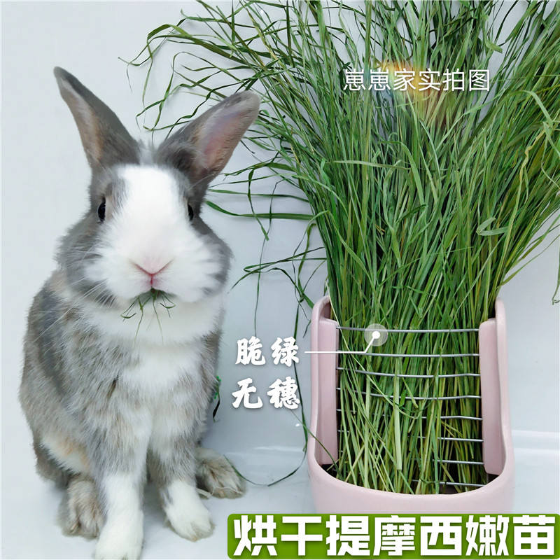 烘干提摩西草兔子干草特级北提