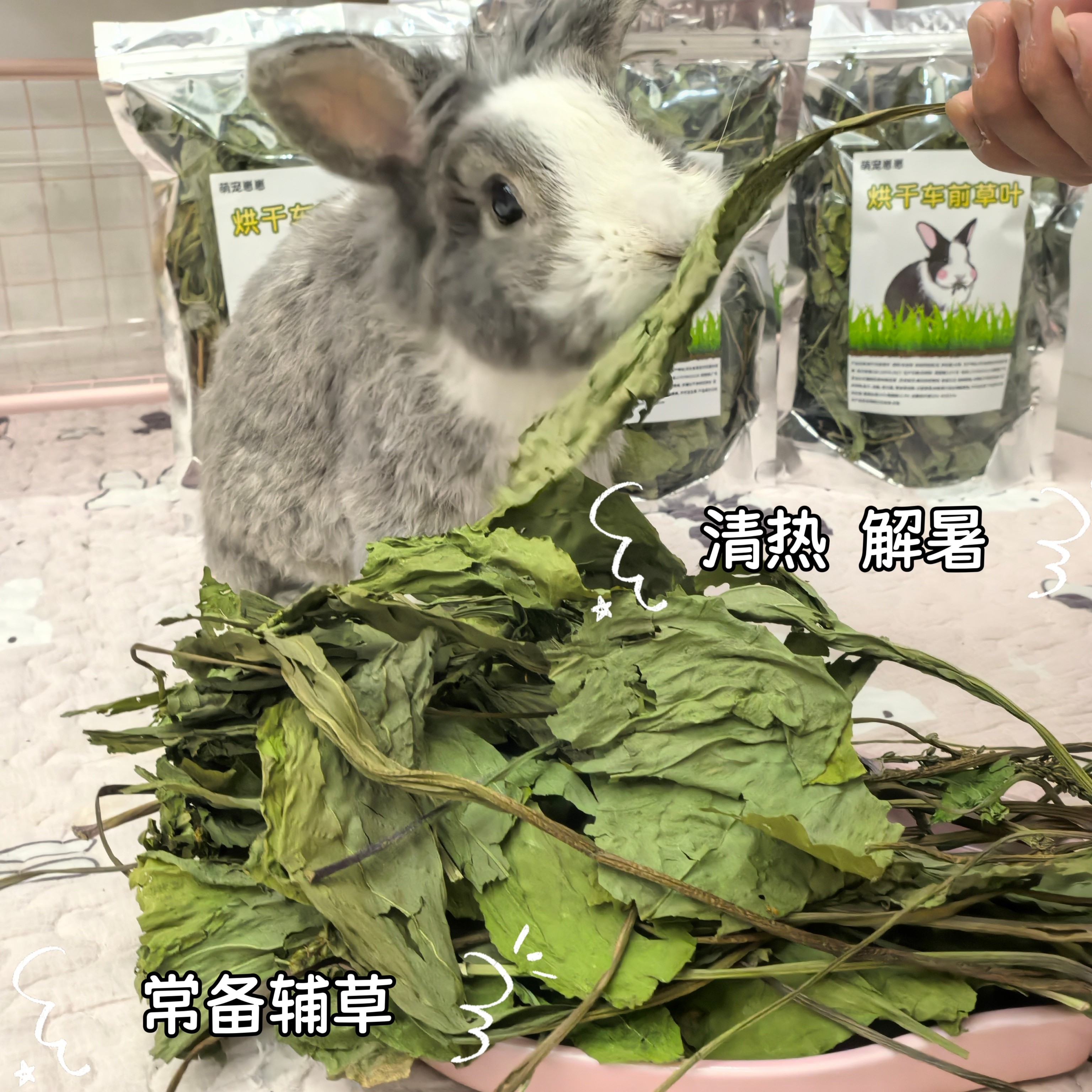 兔兔干草烘干车前草叶宠物兔草龙猫豚鼠营养零食草清热解暑兔子草