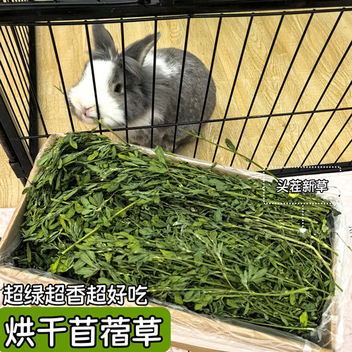 烘干苜蓿草幼兔主草幼兔粮饲料