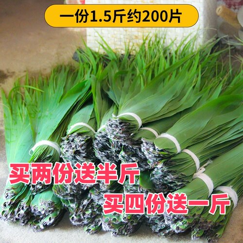2026年新鲜野生芦苇叶 现采现发端午包粽子粽叶一份1.5斤约200片