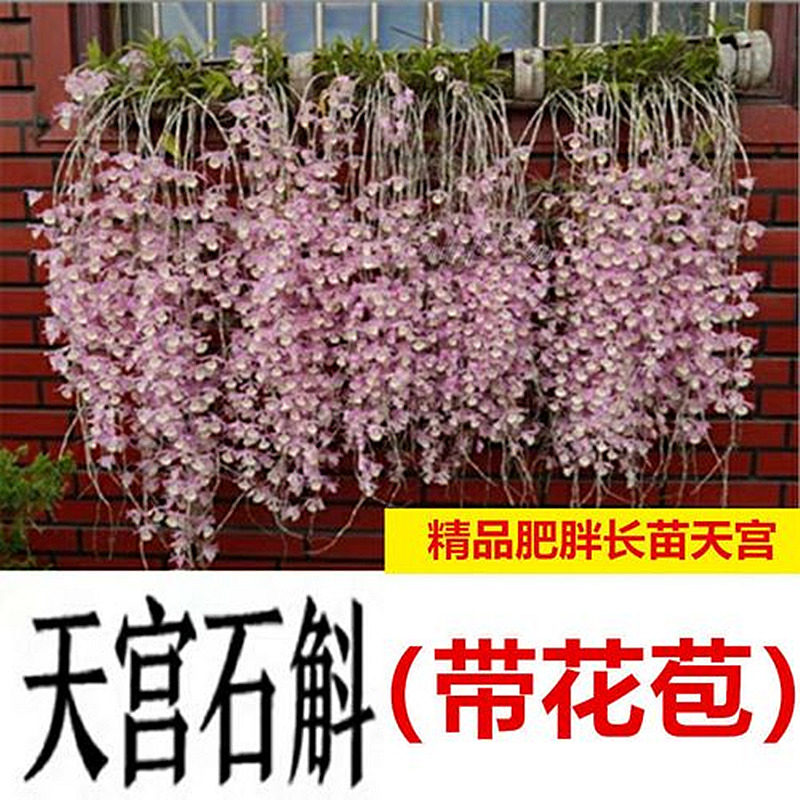 兰科植物石斛阳台春季