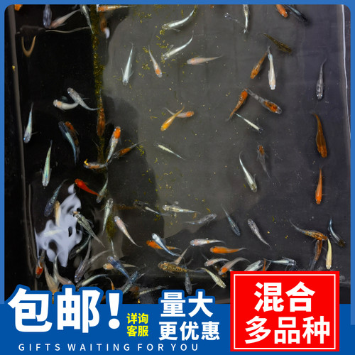 观背青鳉生态缸除油膜好养耐活