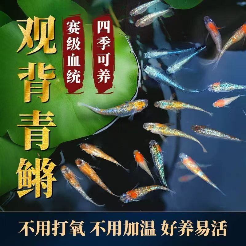 观背青鳉观赏鱼活鱼冷水淡水观赏鱼