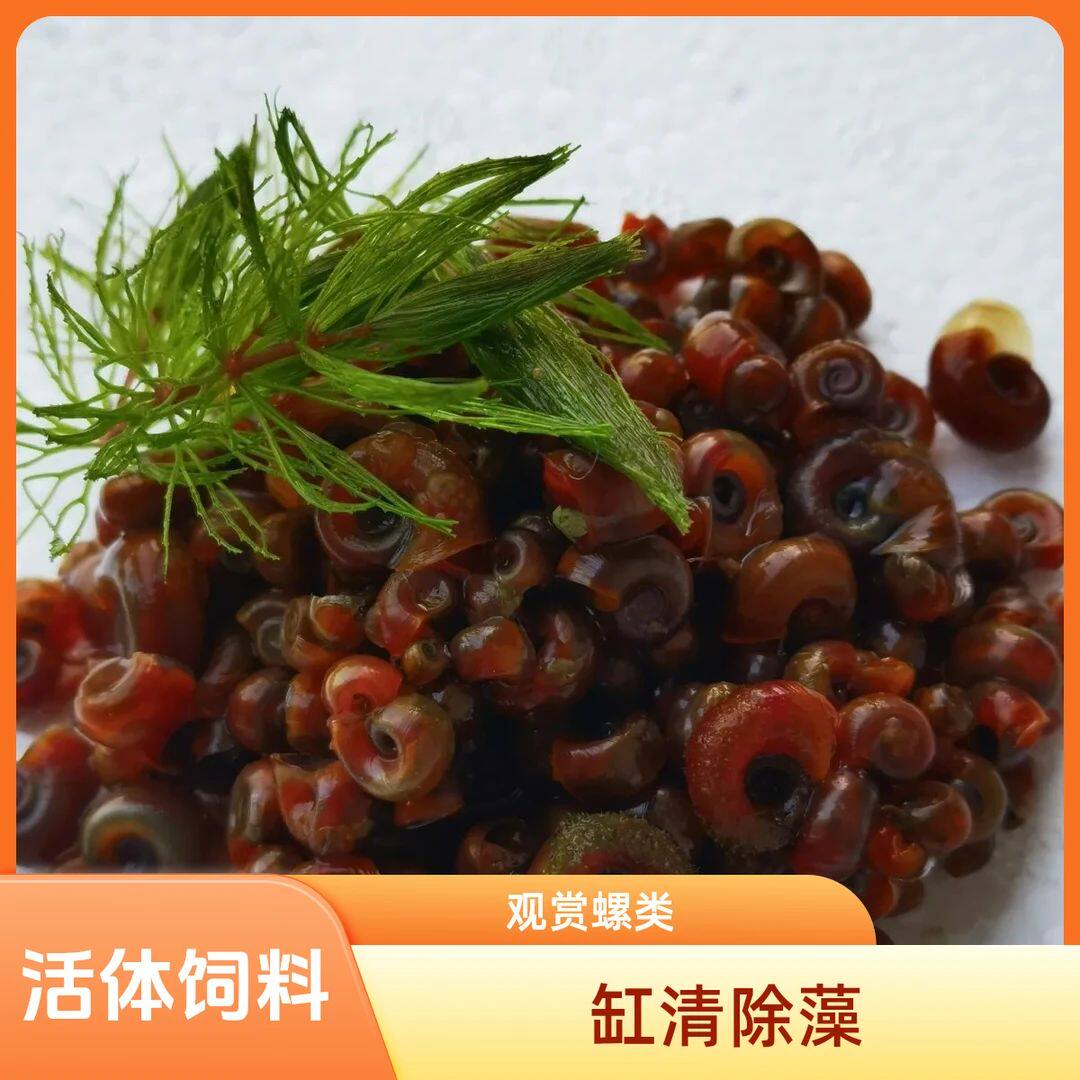 全红苹果螺观赏螺大号除藻螺黄金螺狗头鱼观赏龟活体饲料清洁包邮