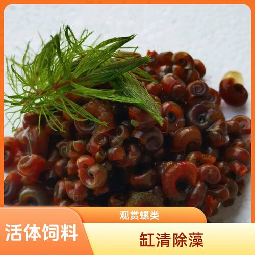 全红苹果螺观赏螺大号除藻螺黄金螺狗头鱼观赏龟活体饲料清洁包邮