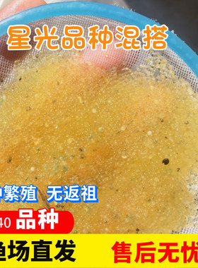 观背青鳉鱼卵星光品种混搭保底16品种锦鳉云州便宜原生冷水鱼