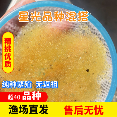 观背青鳉鱼卵星光品种混搭保底16品种锦鳉云州便宜原生冷水鱼