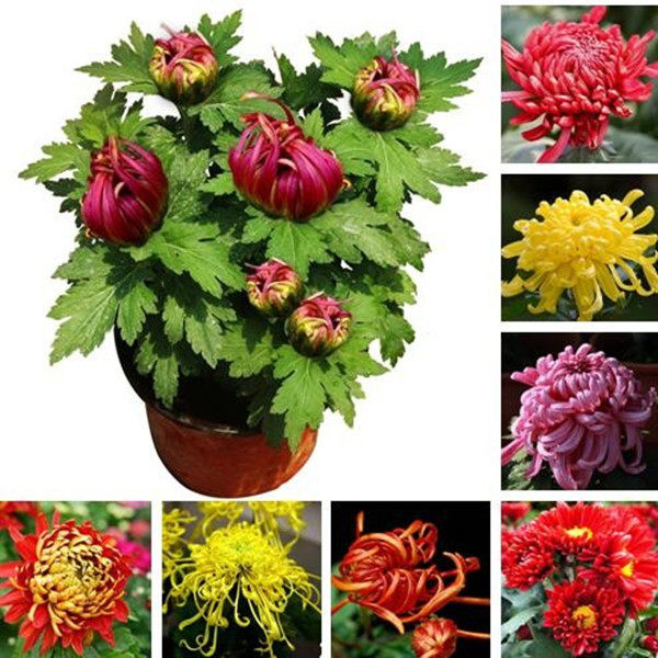 大菊花苗带花苞菊花盆栽室内外庭院阳台好养易活植物花卉九月菊花