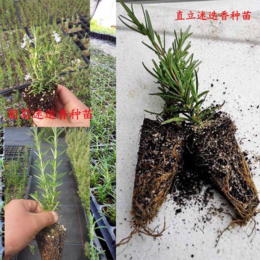迷迭香薄荷小苗植物食用盆栽